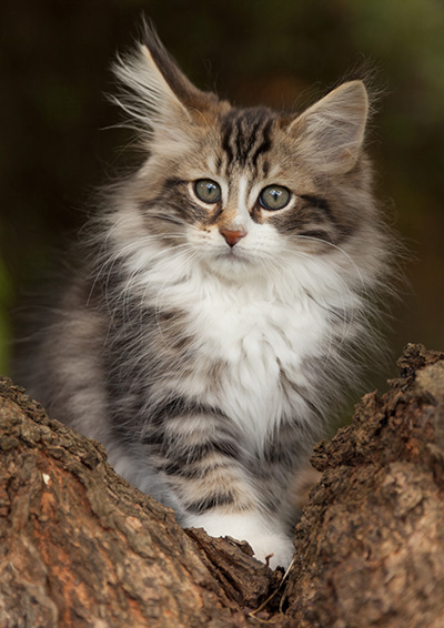 Loxen - 12 weeks old