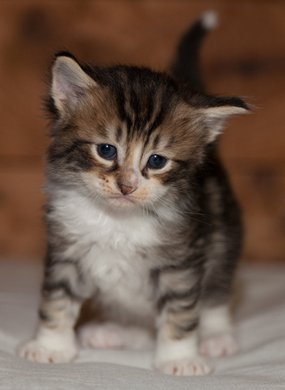 Loxen - 3 weeks old