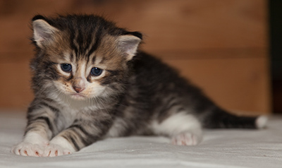 Loxen - 3 weeks old