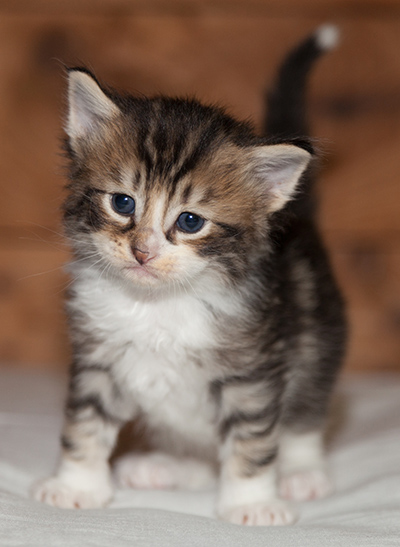 Loxen - 3 weeks old