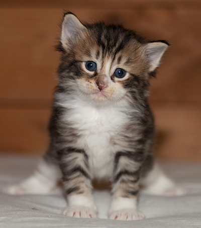 Loxen - 3 weeks old