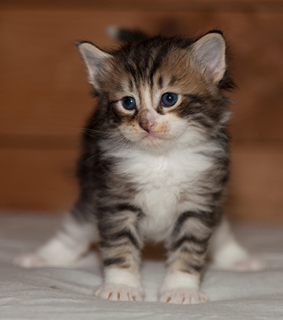 Loxen - 3 weeks old