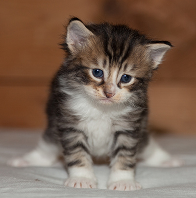 Loxen - 3 weeks old