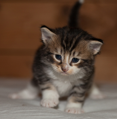 Loxen - 3 weeks old