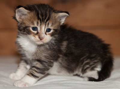 Loxen - 3 weeks old