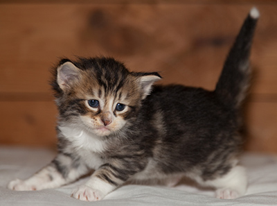 Loxen - 3 weeks old