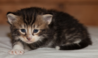 Loxen - 3 weeks old