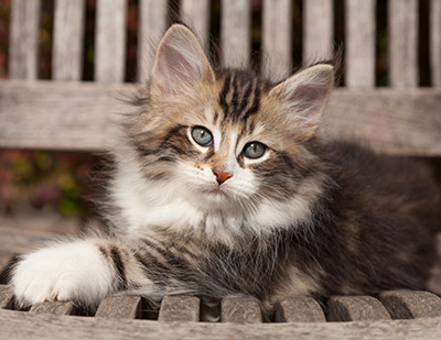 Loxen - 7 weeks old
