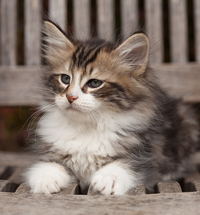 Loxen - 7 weeks old