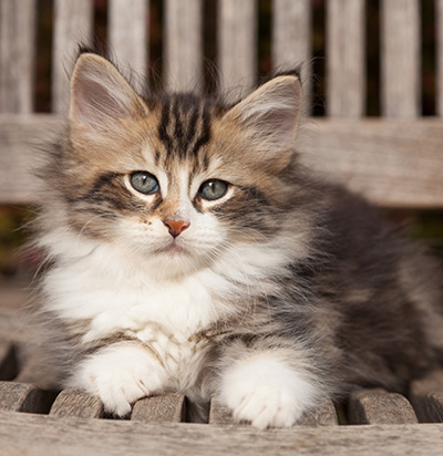 Loxen - 7 weeks old