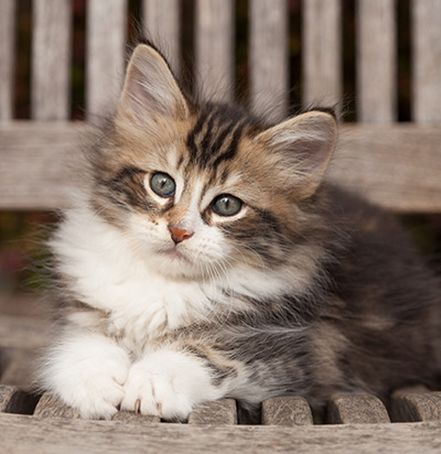 Loxen - 7 weeks old