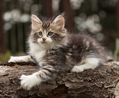Loxen - 7 weeks old
