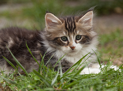 Loxen - 7 weeks old
