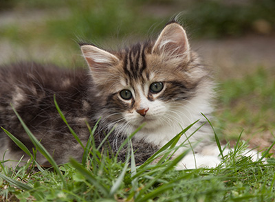 Loxen - 7 weeks old