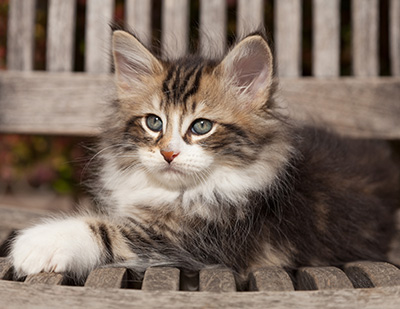 Loxen - 7 weeks old