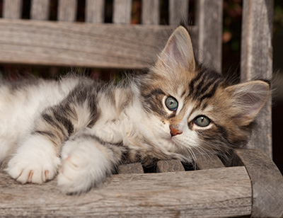 Loxen - 7 weeks old