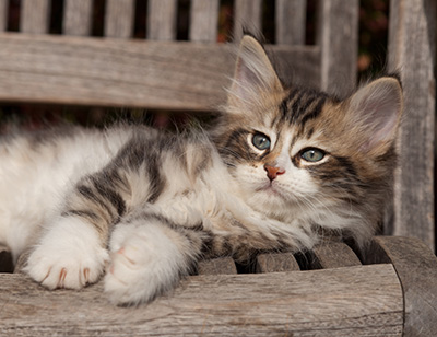 Loxen - 7 weeks old