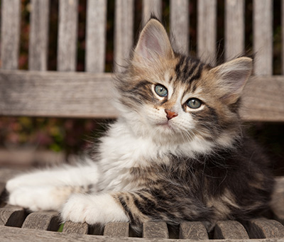 Loxen - 7 weeks old