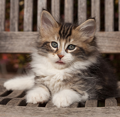 Loxen - 7 weeks old