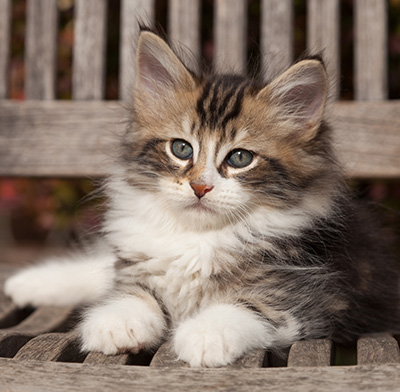 Loxen - 7 weeks old