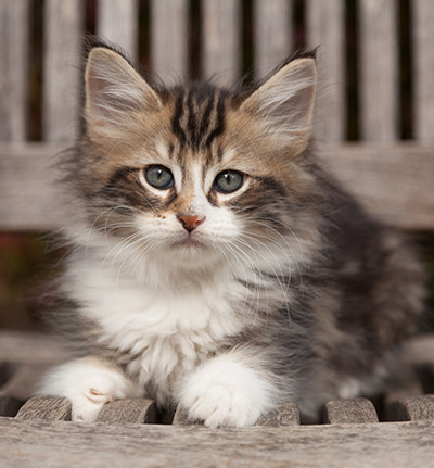 Loxen - 7 weeks old
