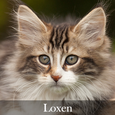 Loxen