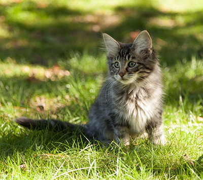 Lucky - 12 weeks old