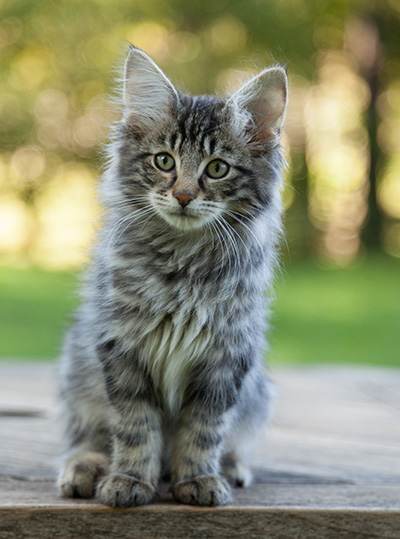 Lucky - 12 weeks old