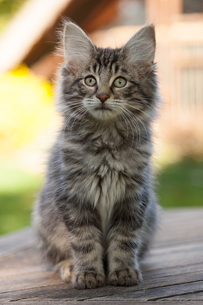 Lucky - 12 weeks old