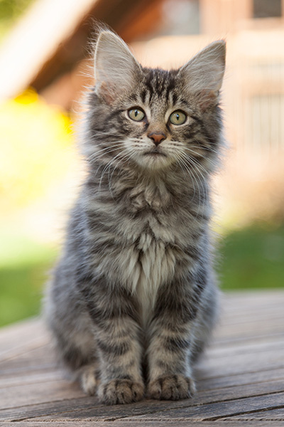 Lucky - 12 weeks old