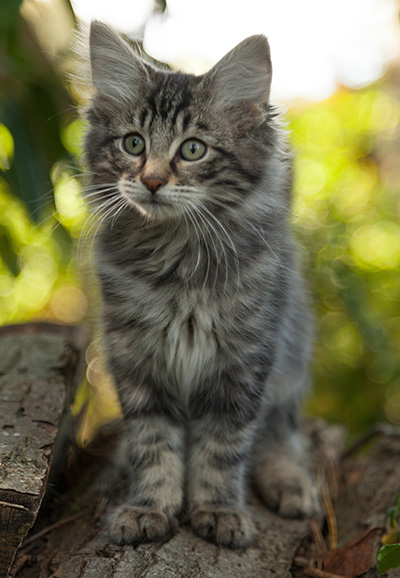 Lucky - 12 weeks old