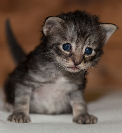 Lucky - 3 weeks old