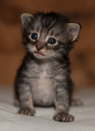 Lucky - 3 weeks old