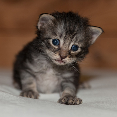 Lucky - 3 weeks old