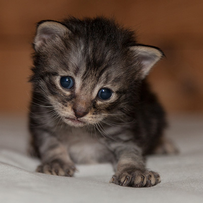 Lucky - 3 weeks old