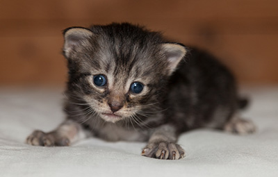 Lucky - 3 weeks old