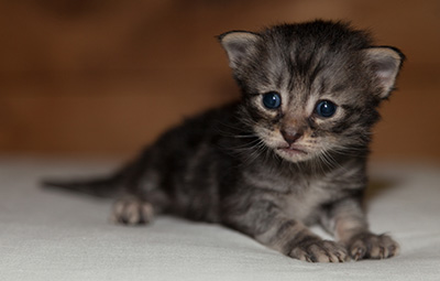 Lucky - 3 weeks old