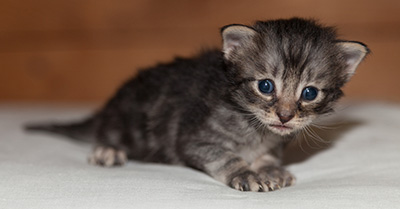 Lucky - 3 weeks old