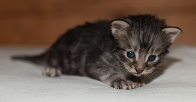 Lucky - 3 weeks old