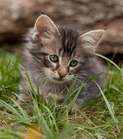 Lucky - 7 weeks old