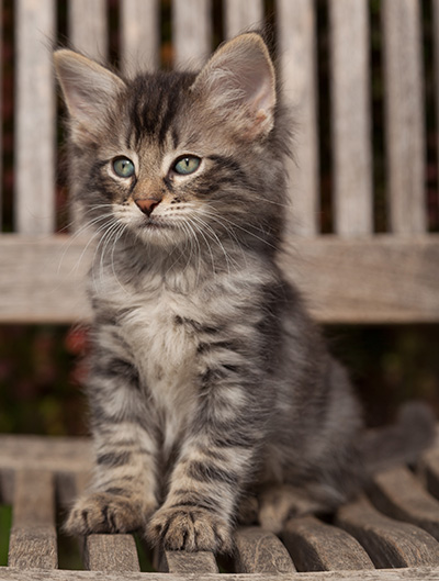 Lucky - 7 weeks old