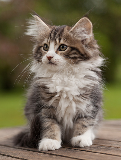 Ludivine - 12 weeks old