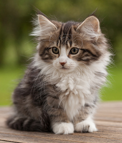 Ludivine - 12 weeks old