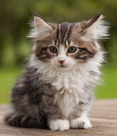 Ludivine - 12 weeks old