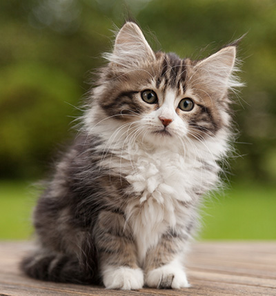 Ludivine - 12 weeks old