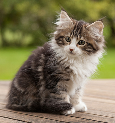 Ludivine - 12 weeks old