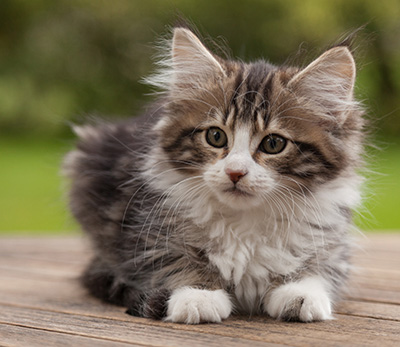 Ludivine - 12 weeks old