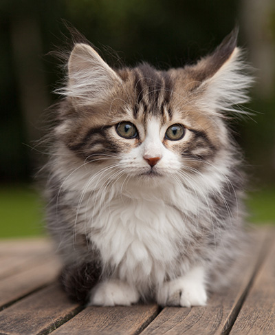 Ludivine - 12 weeks old