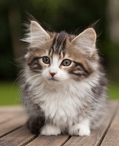 Ludivine - 12 weeks old