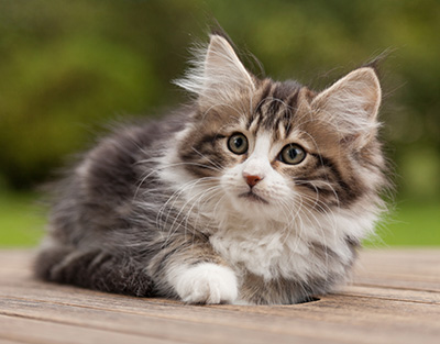 Ludivine - 12 weeks old
